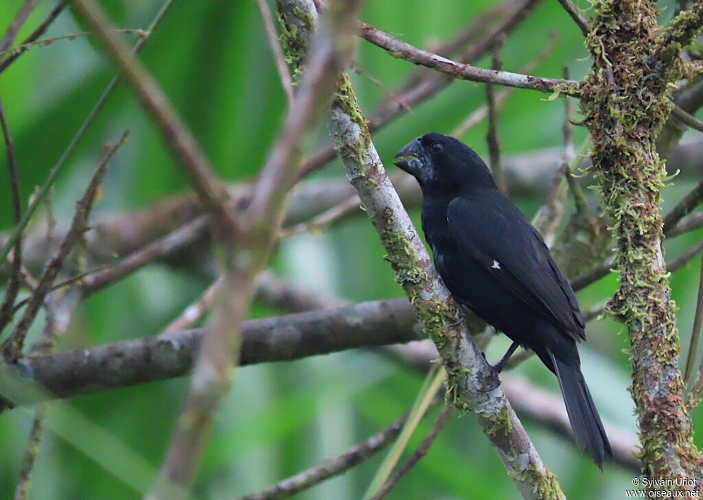 Black-billed Seed Finch male adult