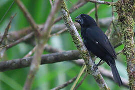 Black-billed Seed Finch