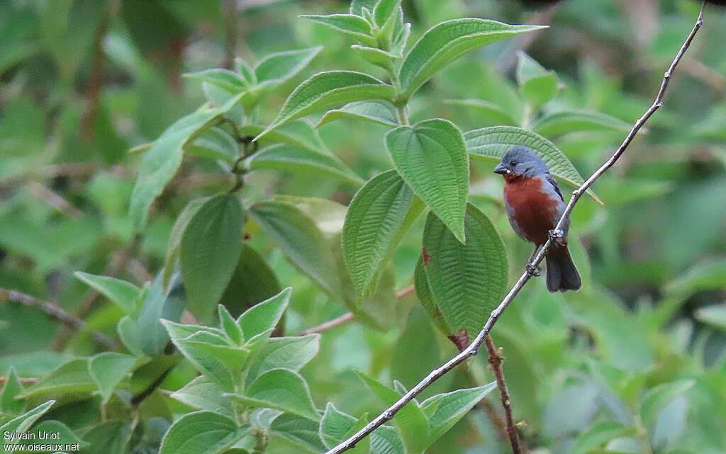 Chestnut-bellied Seedeater male adult, habitat, pigmentation