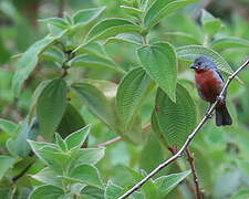 Chestnut-bellied Seedeater