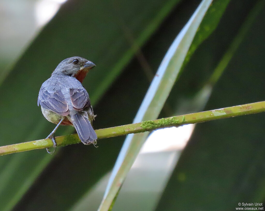 Chestnut-bellied Seedeater male adult