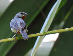 Chestnut-bellied Seedeater