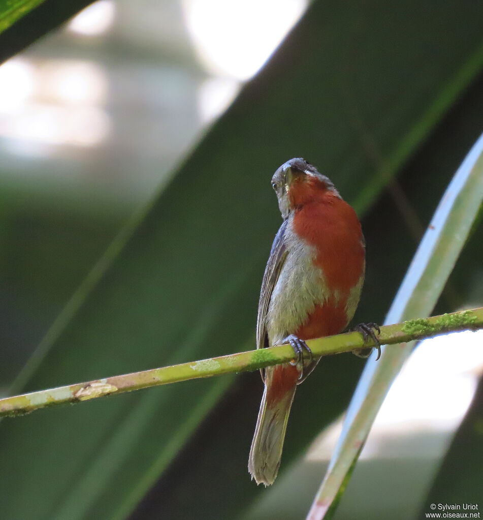 Chestnut-bellied Seedeater male adult