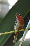 Chestnut-bellied Seedeater