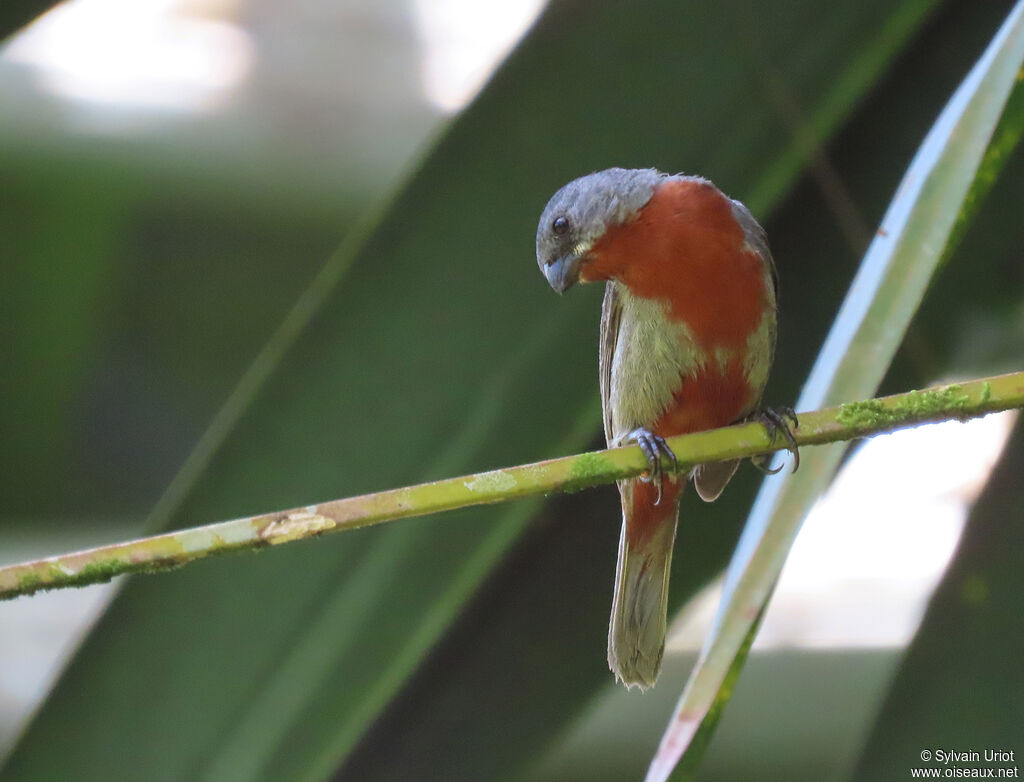 Chestnut-bellied Seedeater male adult