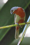 Chestnut-bellied Seedeater