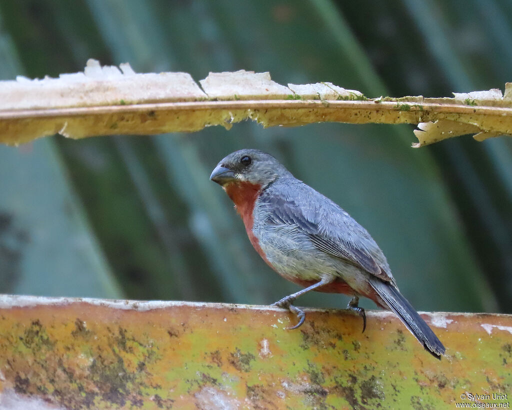 Chestnut-bellied Seedeater male adult