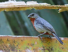 Chestnut-bellied Seedeater