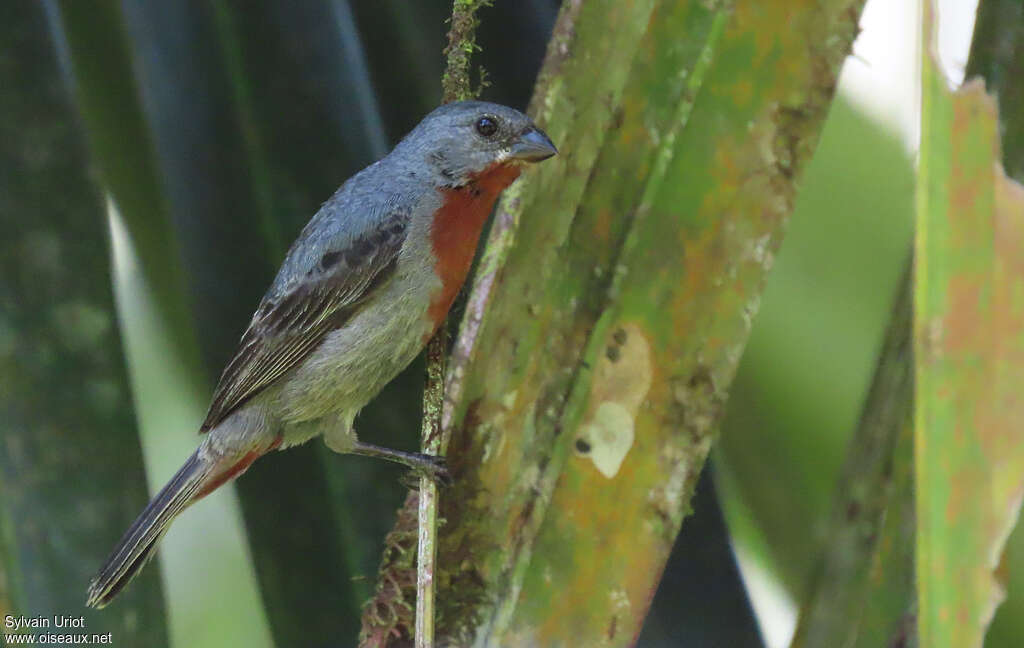 Sporophile à ventre châtain mâle adulte, identification