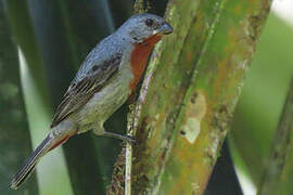 Chestnut-bellied Seedeater