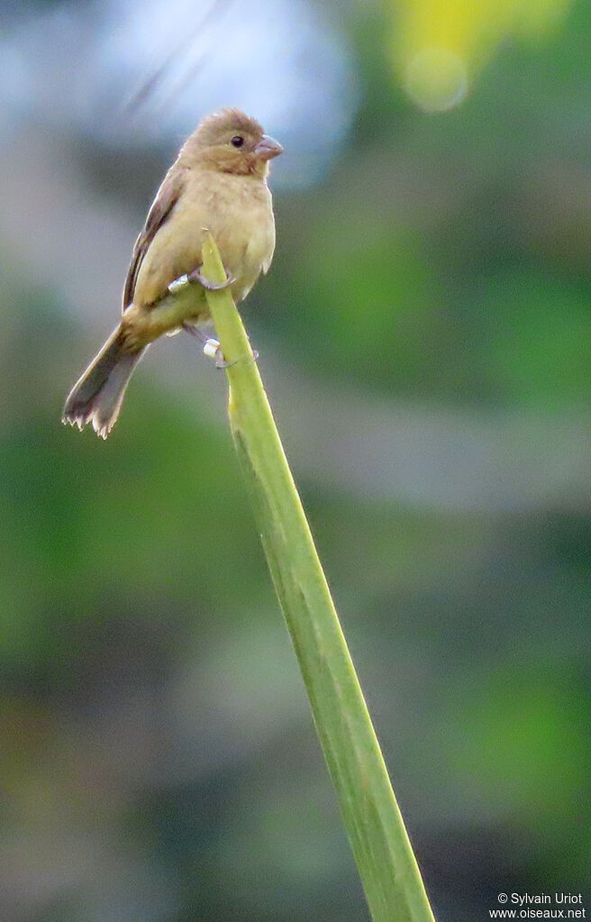 Chestnut-bellied Seedeater female adult, identification