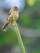 Chestnut-bellied Seedeater