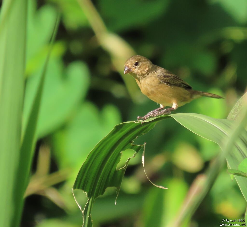 Sporophile à ventre châtain femelle adulte