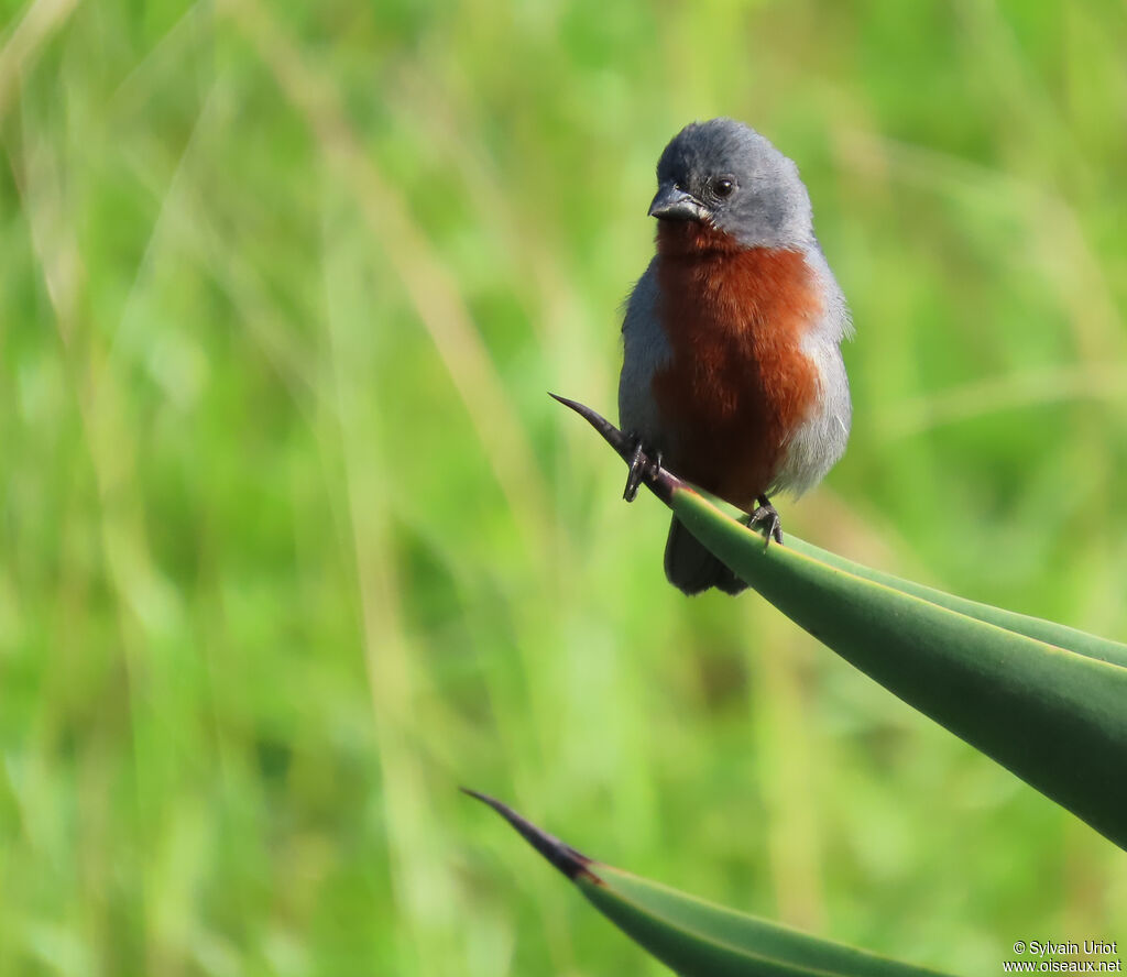 Sporophile à ventre châtain mâle adulte