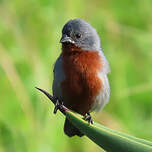 Sporophile à ventre châtain