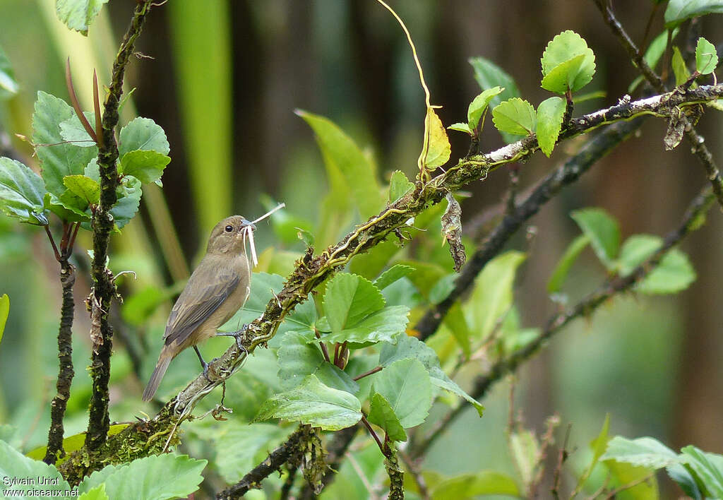 Chestnut-bellied Seedeater female adult, Reproduction-nesting