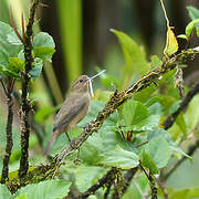 Chestnut-bellied Seedeater