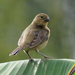 Sporophile à ventre châtain