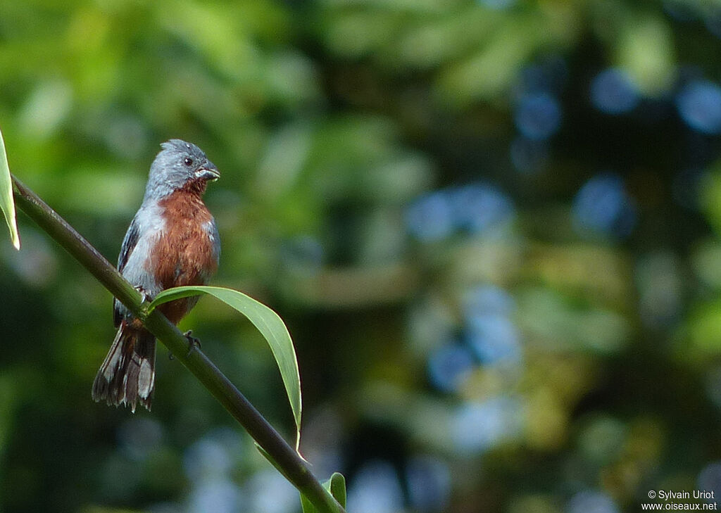 Chestnut-bellied Seedeater male adult, identification