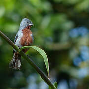 Chestnut-bellied Seedeater