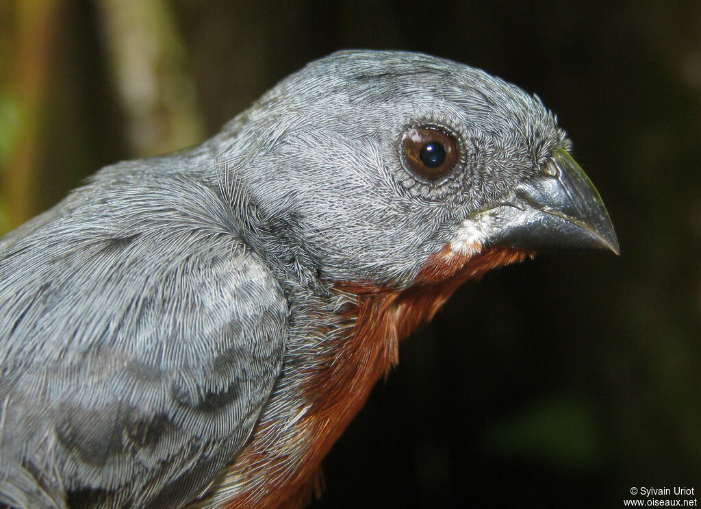 Chestnut-bellied Seedeater male adult