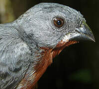 Chestnut-bellied Seedeater