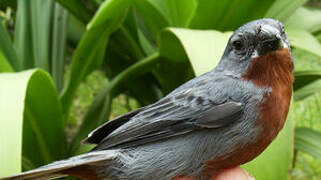 Chestnut-bellied Seedeater