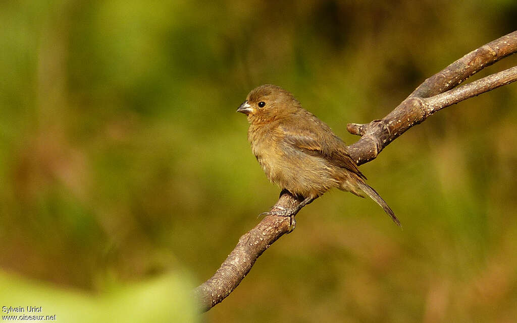 Sporophile à ventre châtain femelle adulte, identification