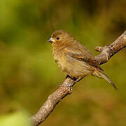 Chestnut-bellied Seedeater