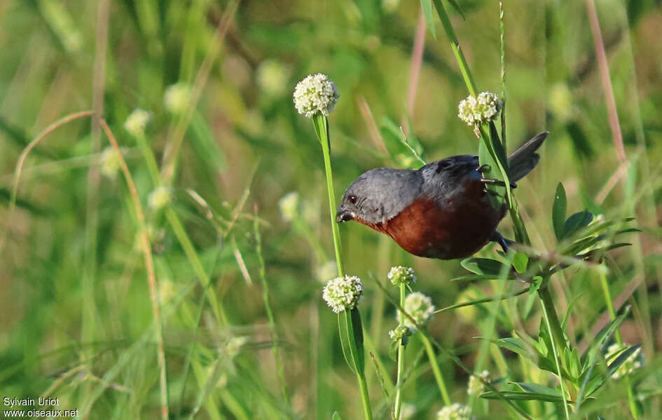 Sporophile à ventre châtain mâle adulte, habitat, pigmentation