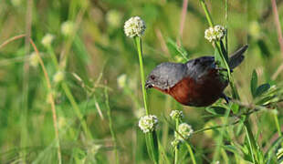 Chestnut-bellied Seedeater