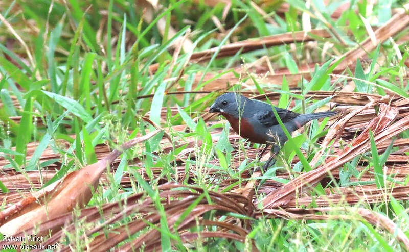 Chestnut-bellied Seedeater male adult, habitat, pigmentation, fishing/hunting