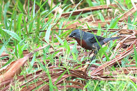 Chestnut-bellied Seedeater