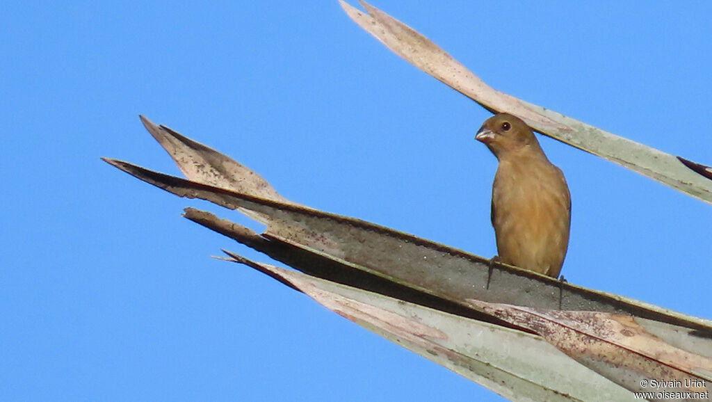 Chestnut-bellied Seedeater female adult