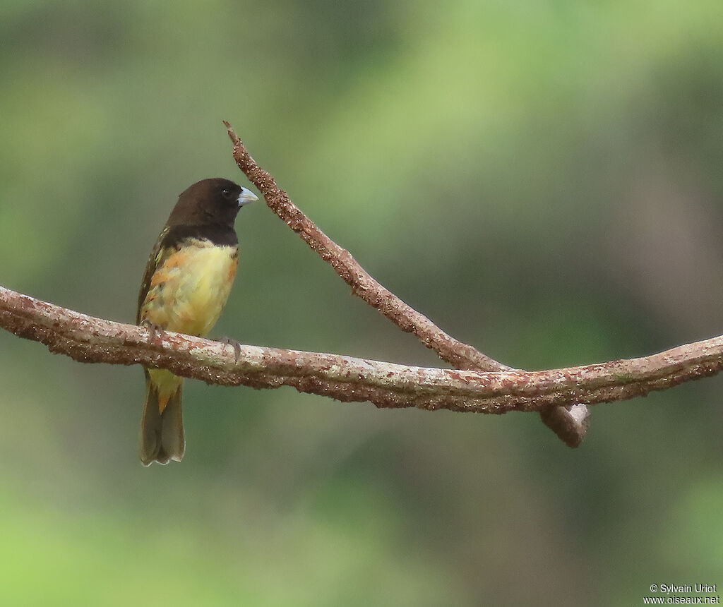 Yellow-bellied Seedeater male adult