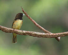 Yellow-bellied Seedeater