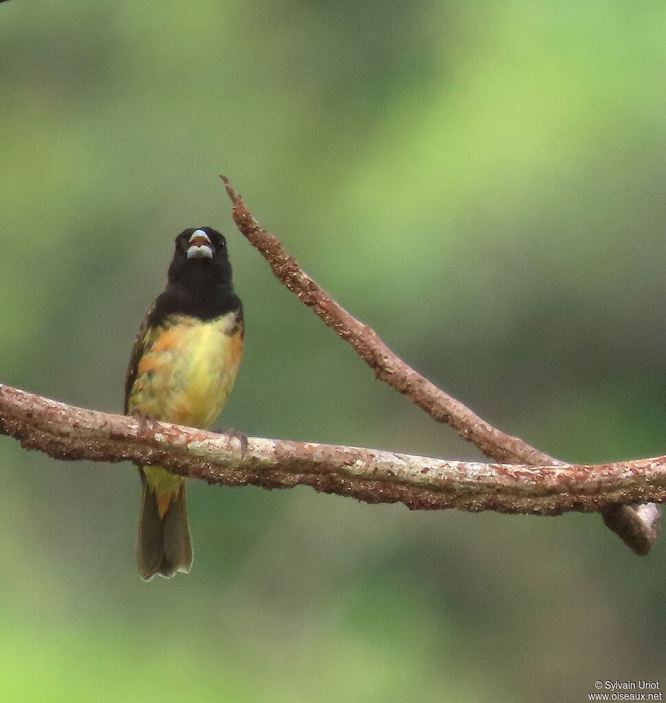 Yellow-bellied Seedeater male adult