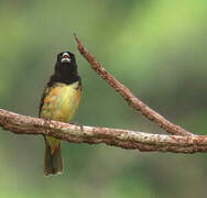 Yellow-bellied Seedeater