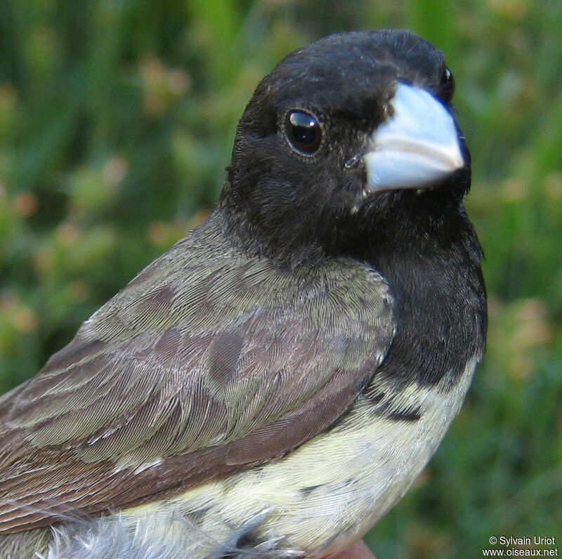 Yellow-bellied Seedeater male adult