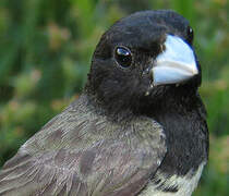 Yellow-bellied Seedeater