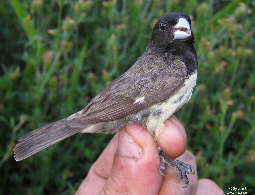 Yellow-bellied Seedeater male adult