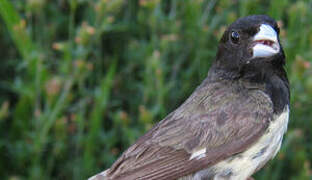 Yellow-bellied Seedeater