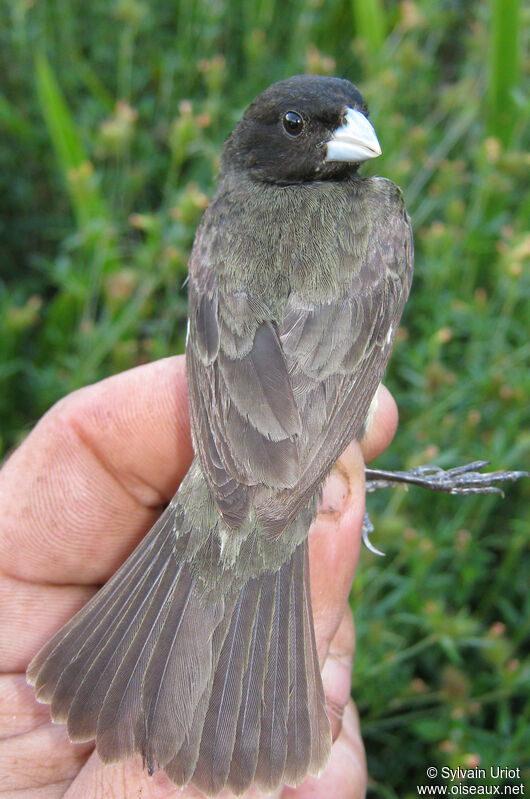 Yellow-bellied Seedeater male adult