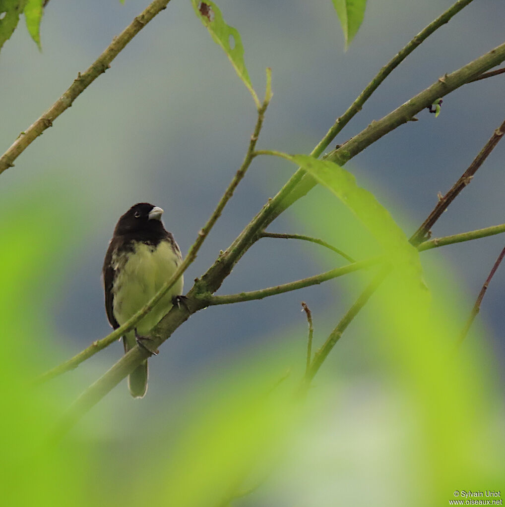 Yellow-bellied Seedeater male adult