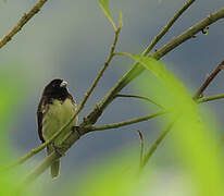 Yellow-bellied Seedeater