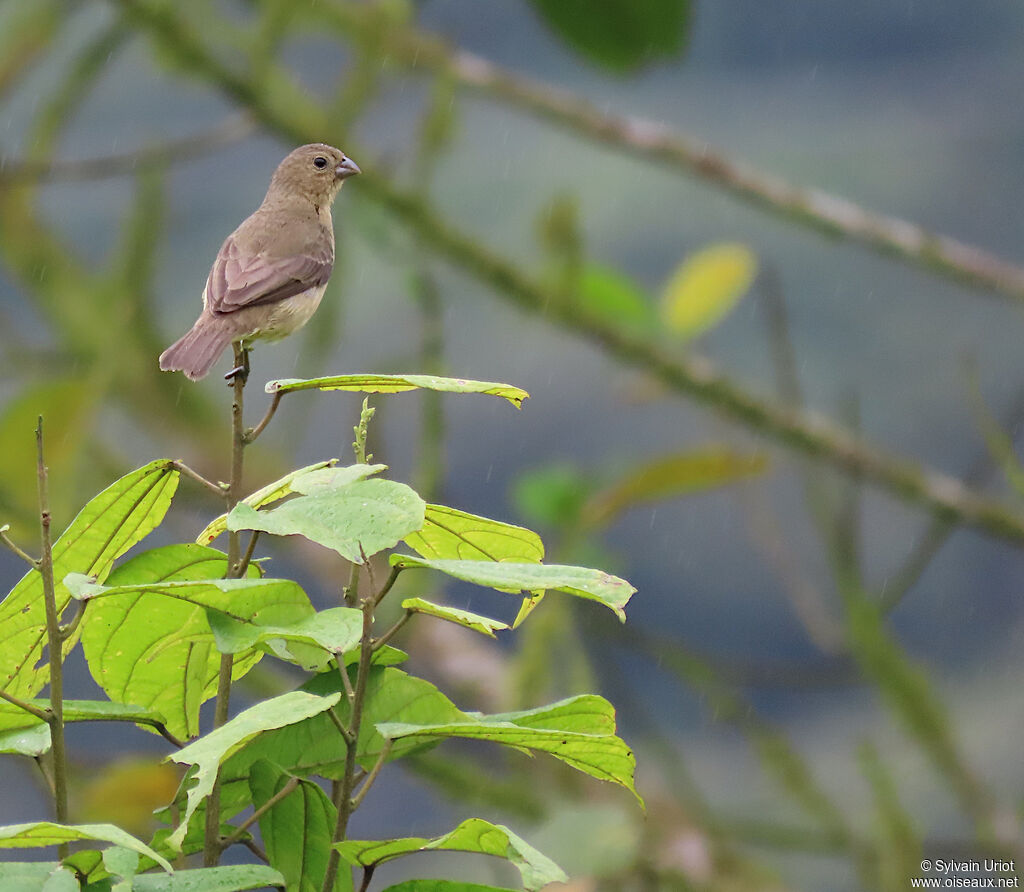 Yellow-bellied Seedeater female adult