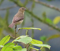 Yellow-bellied Seedeater