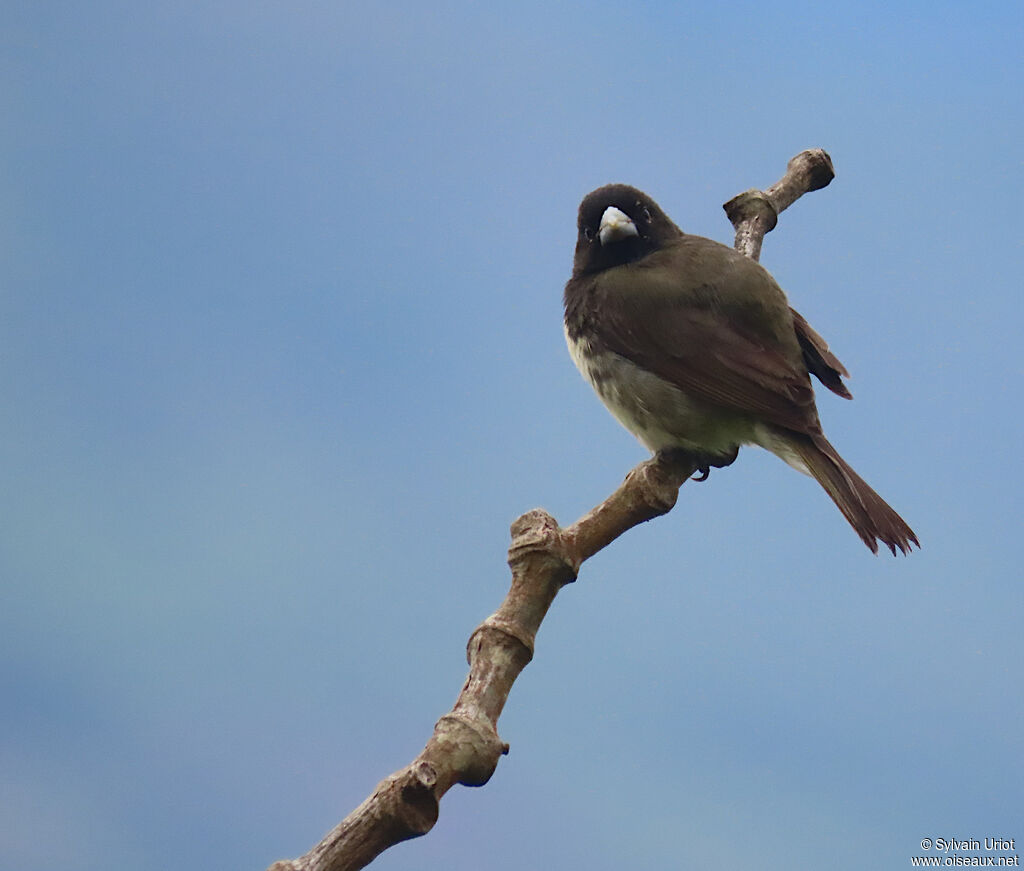 Yellow-bellied Seedeater male adult