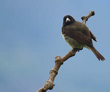 Yellow-bellied Seedeater