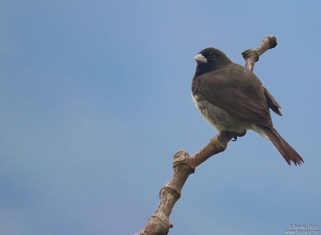 Yellow-bellied Seedeater male adult